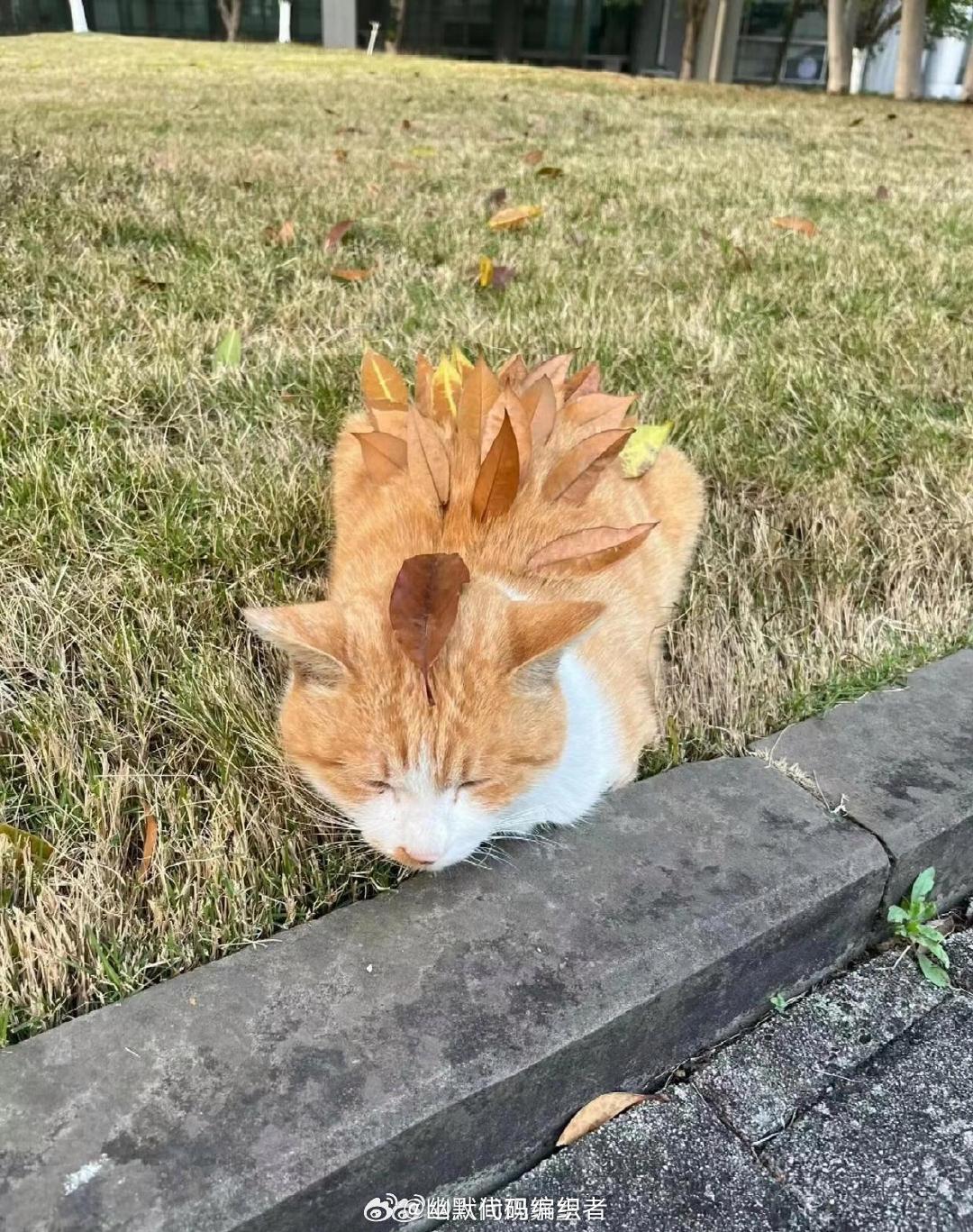 校园里的猫猫被各路大学生玩坏了🌸生活碎碎念 情绪树洞 （