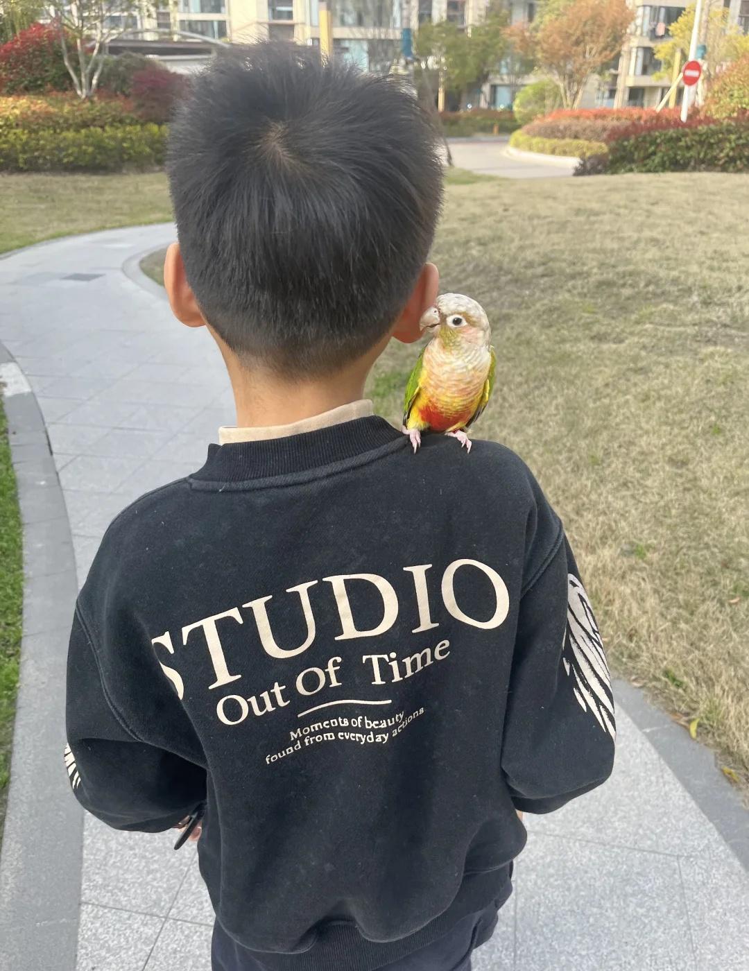 本人有一只凤梨小太阳鹦鹉，名叫如意，戴有1个红色脚环，尾巴和肚子是红色的，胆子很