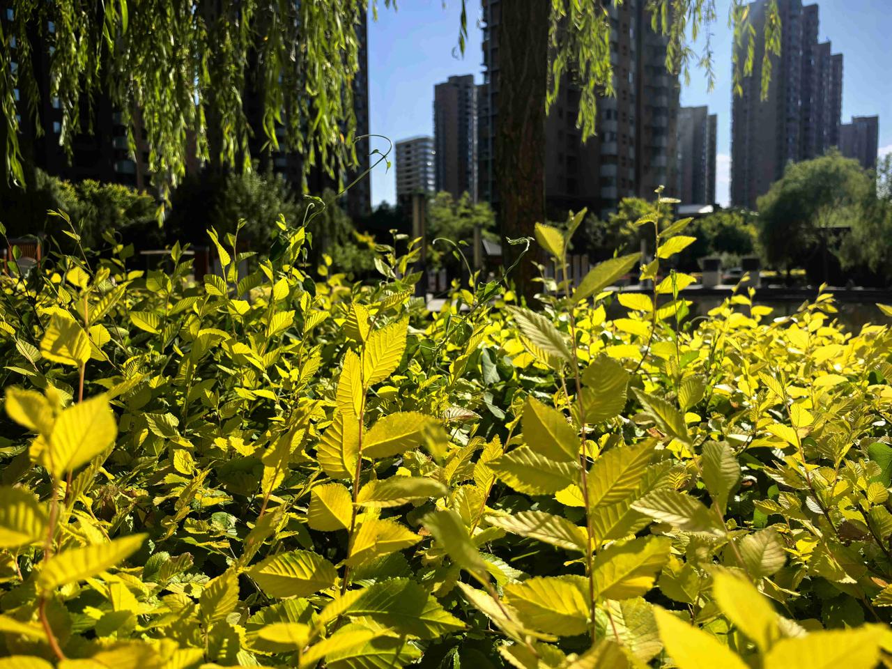 我的今日状态：😁轻松愉快
我这里的天气：☀️晴天