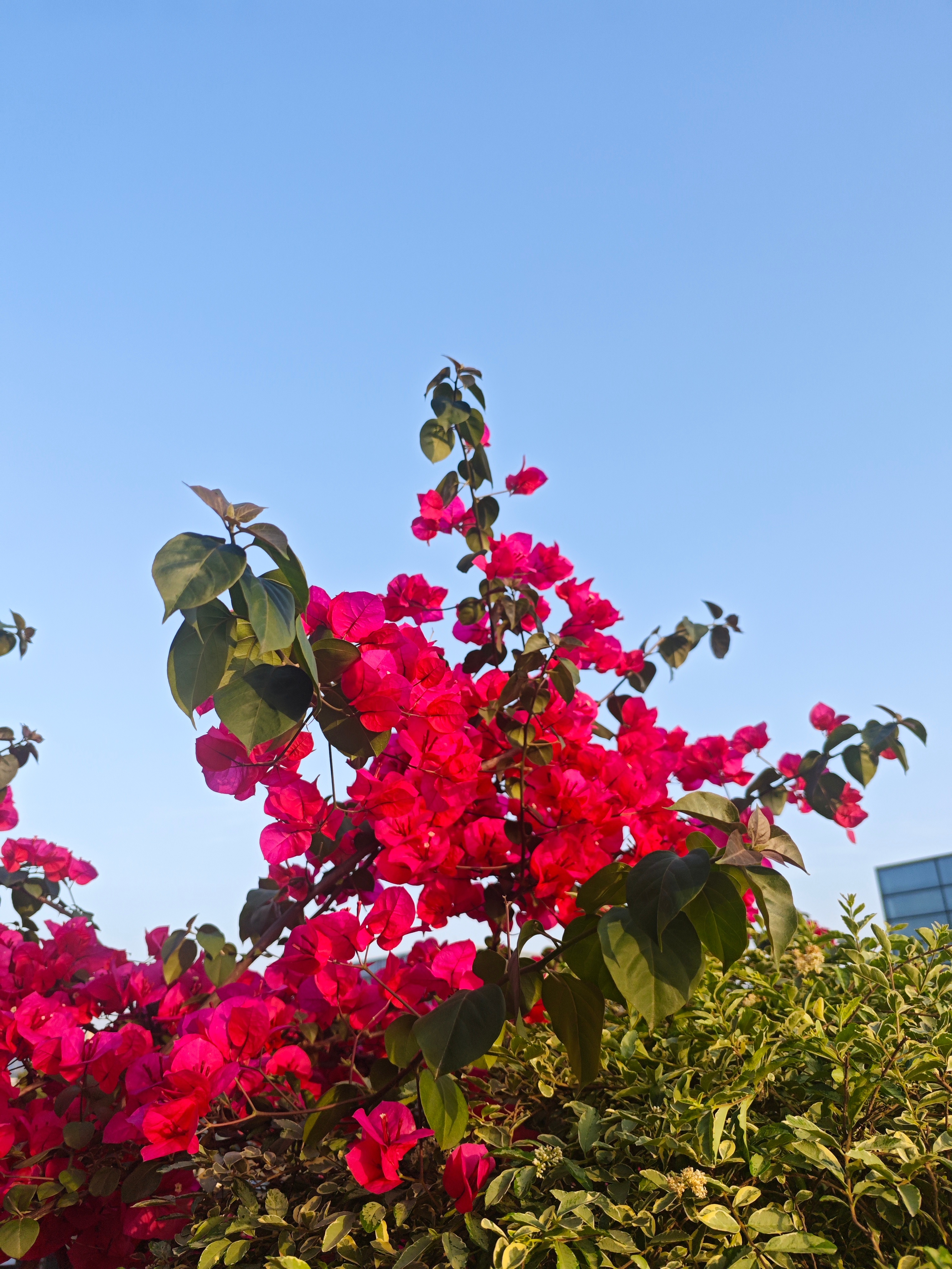 继续遛弯跑不动啦，就慢慢来；5Km就刚刚好；随手拍下工业园区的三角梅和不知名花；