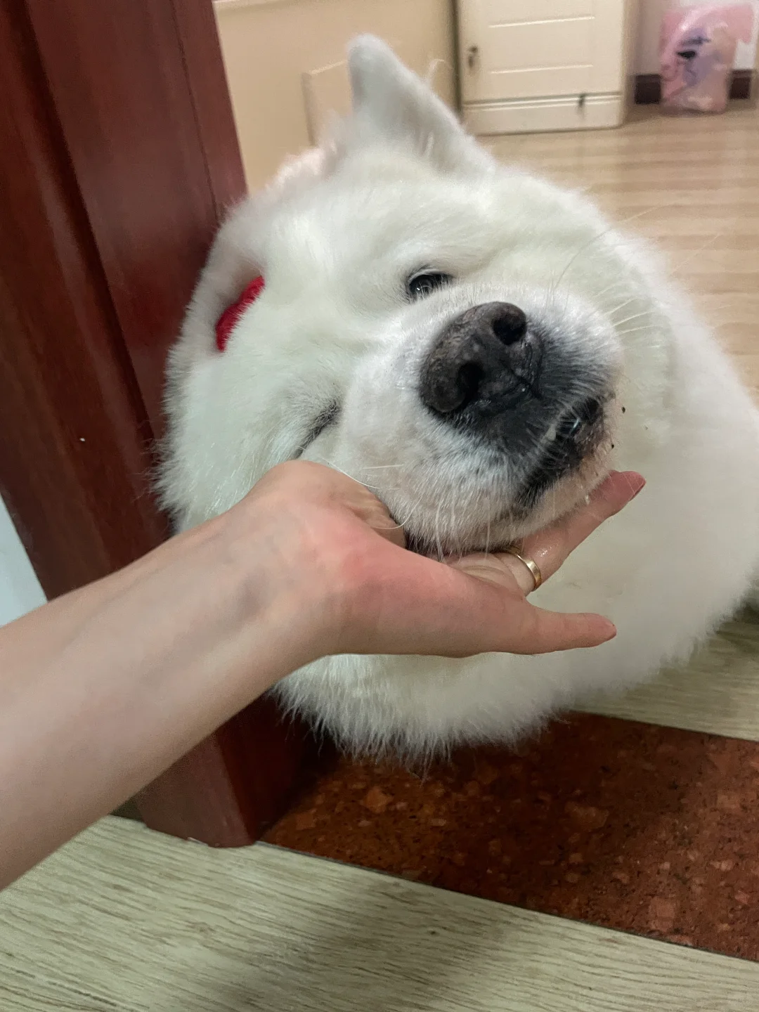 让我看看是谁还在狗粮焦虑🤔