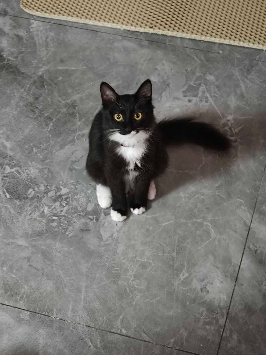 我站在您面前时就只看着我吧，别在意那些散落的猫砂了。daily奶牛猫 （投稿：）