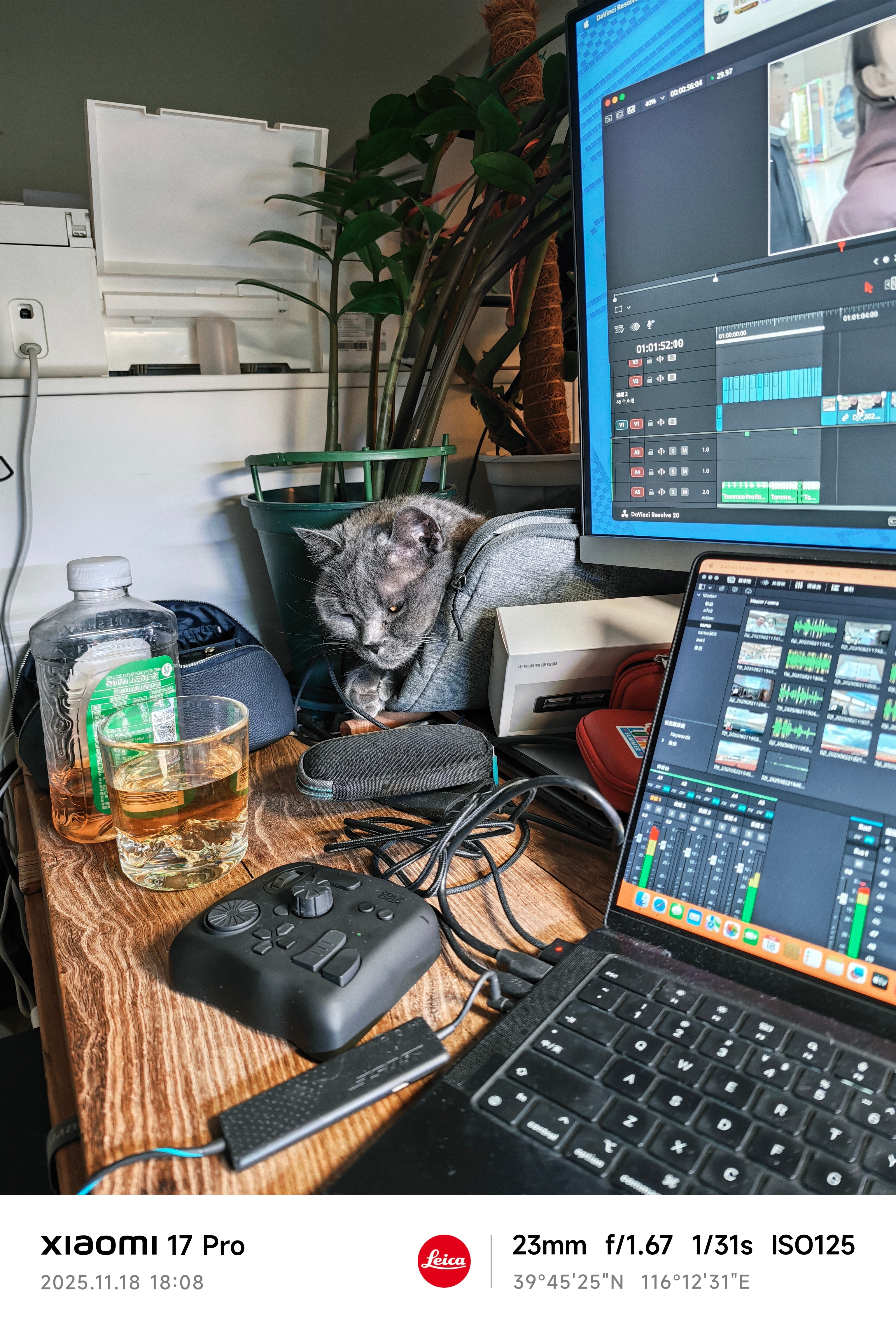 一只陪我剪视频的猫 