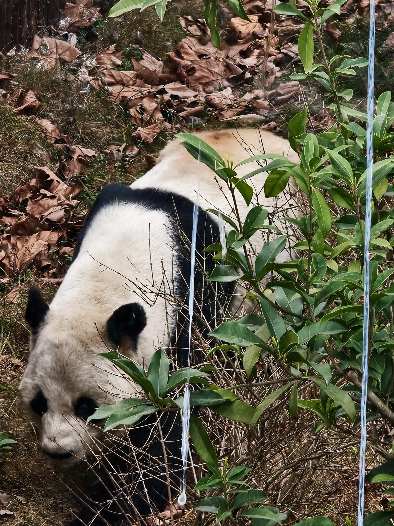 7月13日，月领50万的保险案，会怎么判呢？

这可能是，又一次检验一个过家是否