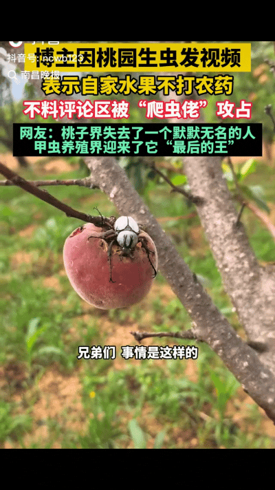 “万万没想到！”云南一位桃农桃子还没采摘就被各种虫子给祸害了，他发视频原本是想让