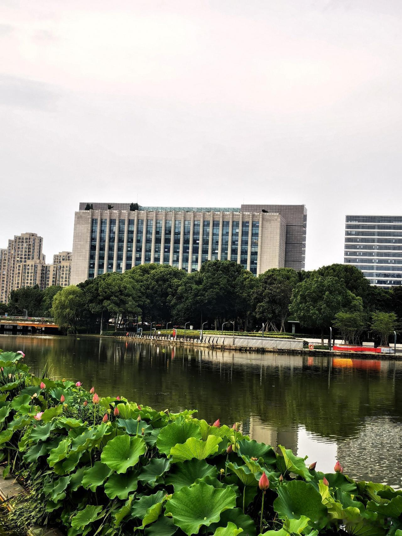 接天荷叶无穷碧，映日荷花别样红。

昨儿黄昏散步，大东江公园的一池荷花开得正好，