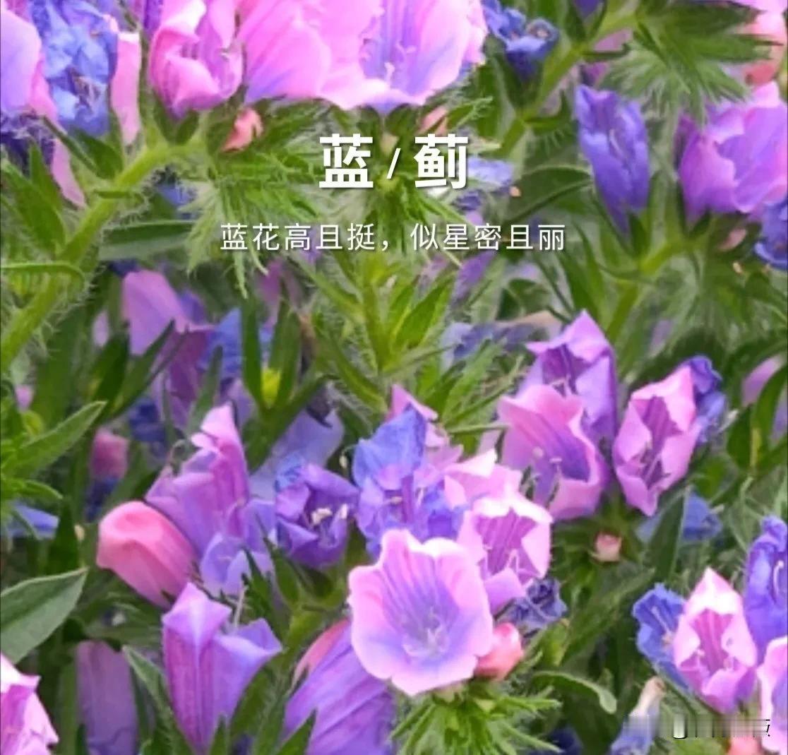 云南——最丰富的植物王国

‌云南被称为植物王国，拥有高等植物19333种，占全