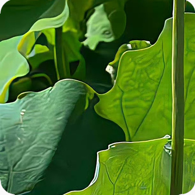 每日一善[超话]阳光信用｜每日一善人生有所舍，才能有所得；有所放下，才能有所收获
