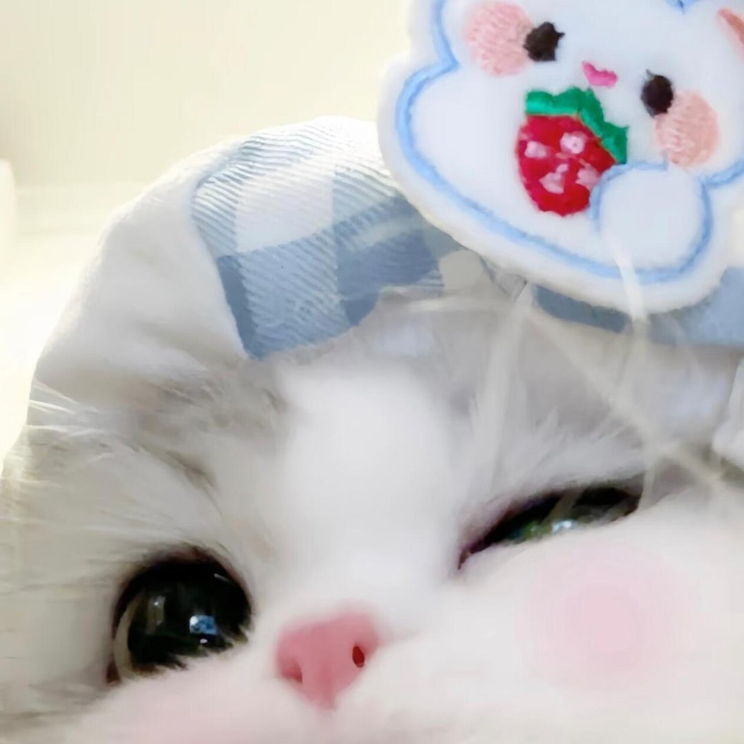 WeChat头像｜可爱猫猫头 ｜软萌女头推荐可以申请成为你的行新头像吗喵～猫猫头