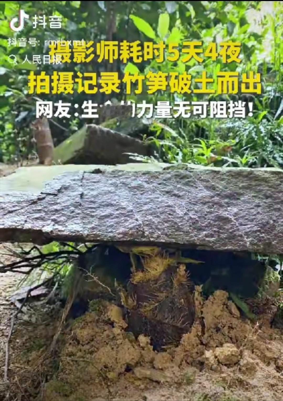 “这竹笋做梦都没想到它上人民日报了！”一摄影师耗时5天4夜拍竹笋，不料，在拍摄时