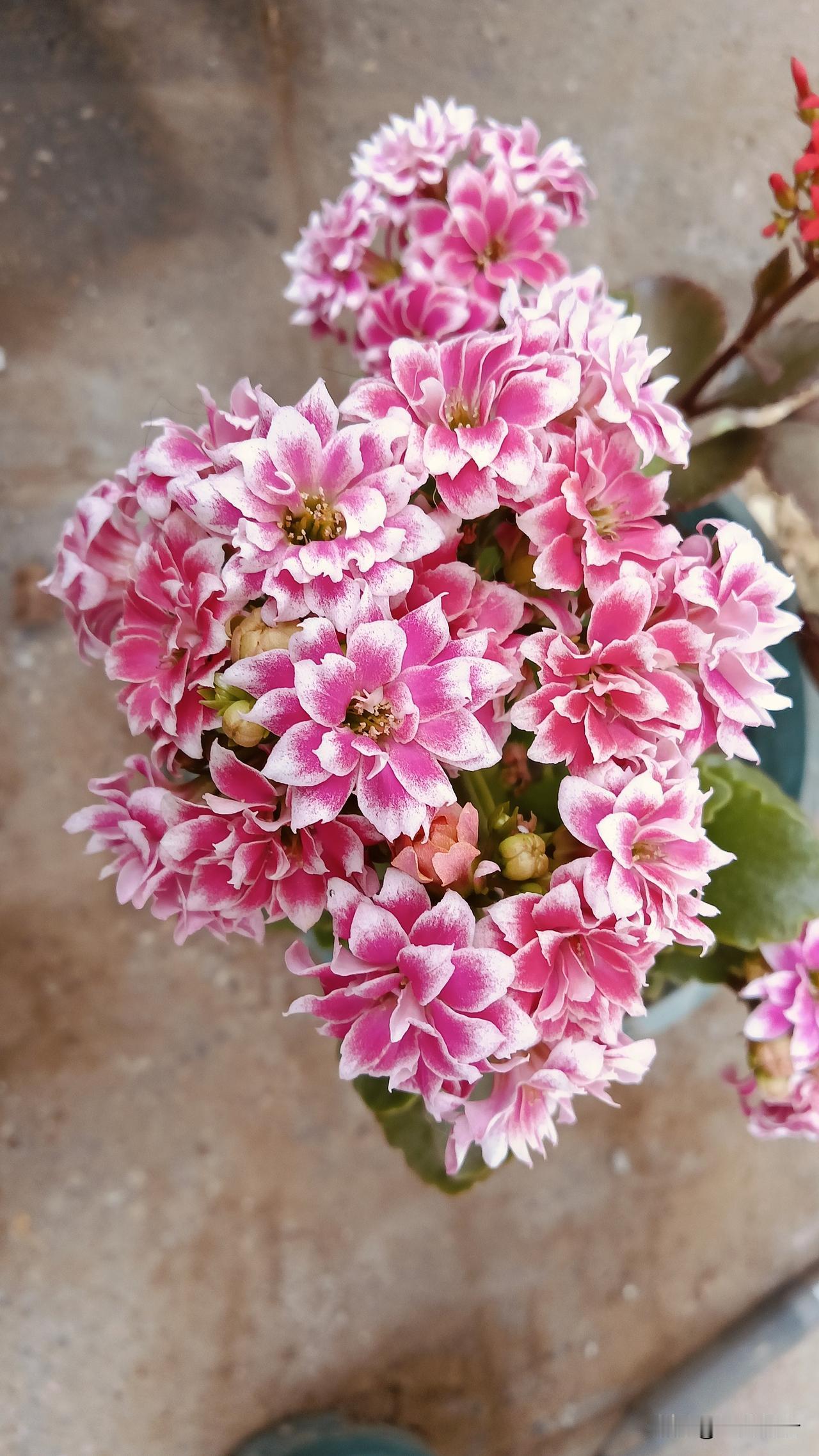 发一张你相册最近拍的花这是我正在盛开的长寿花安娜公主，枝枝串串非常美！长寿花相册