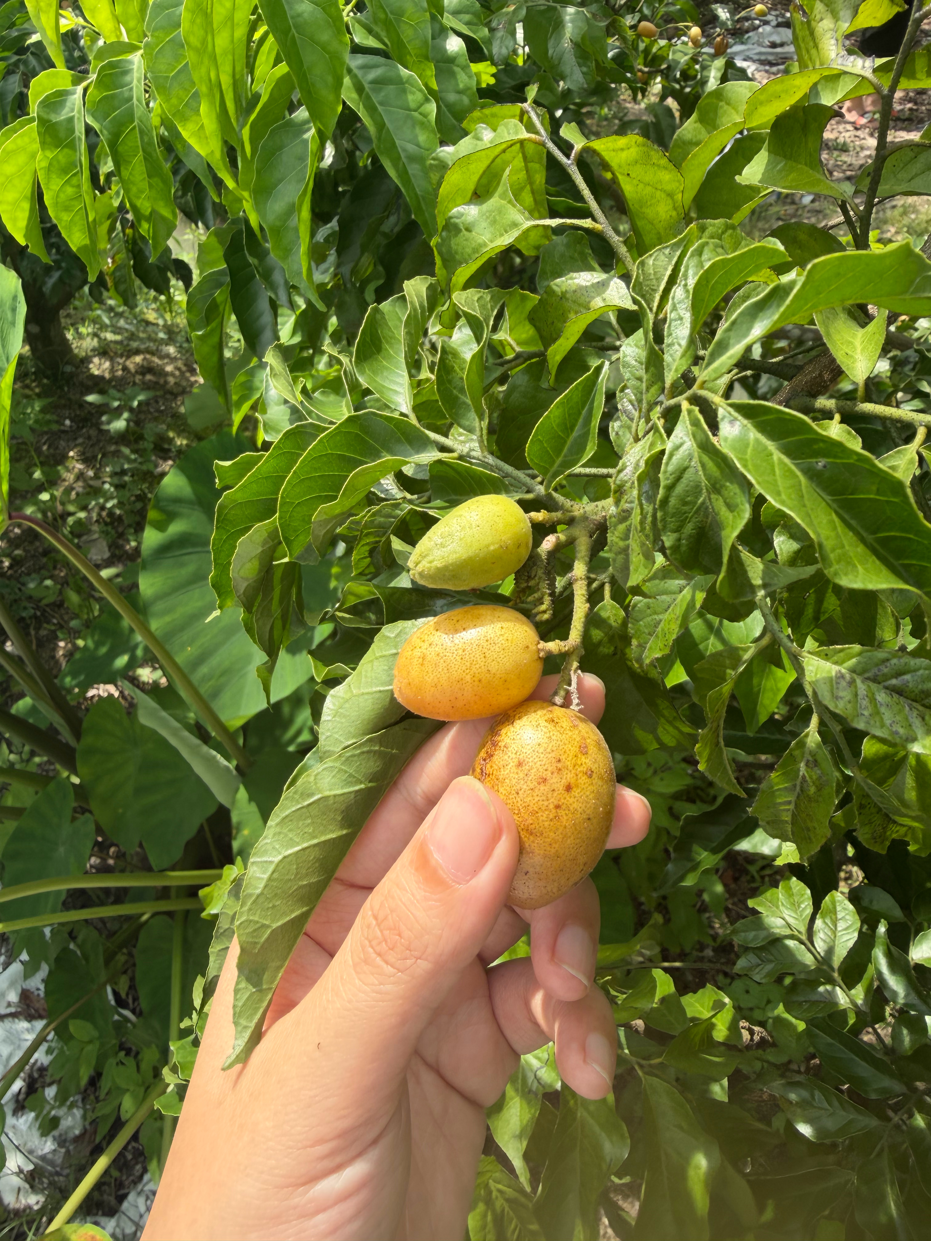 黄皮 