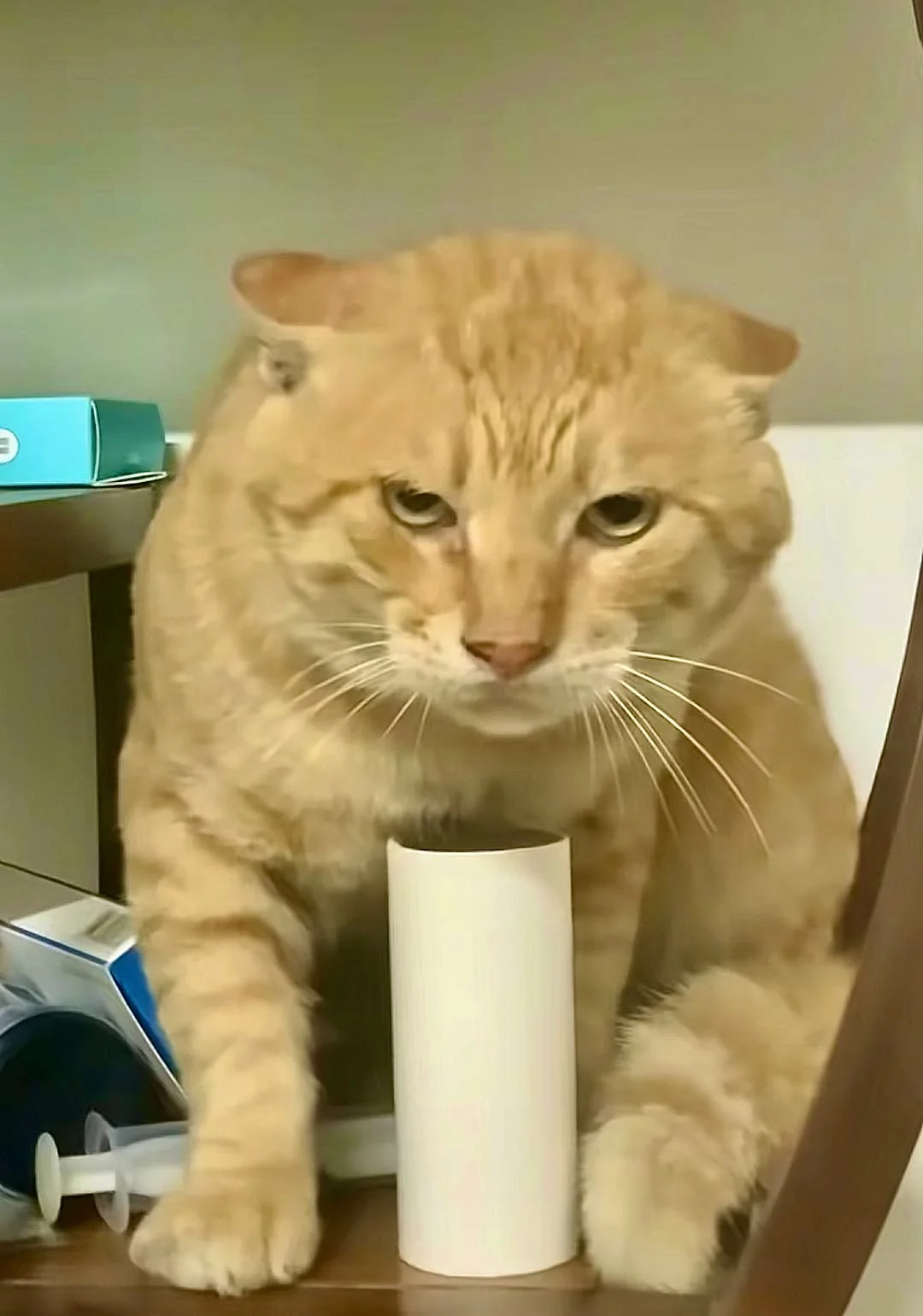 以动物为本，围剿一个女性？