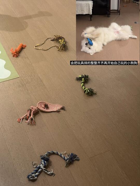 你们的小狗玩玩具之前也会把它们排整齐吗
