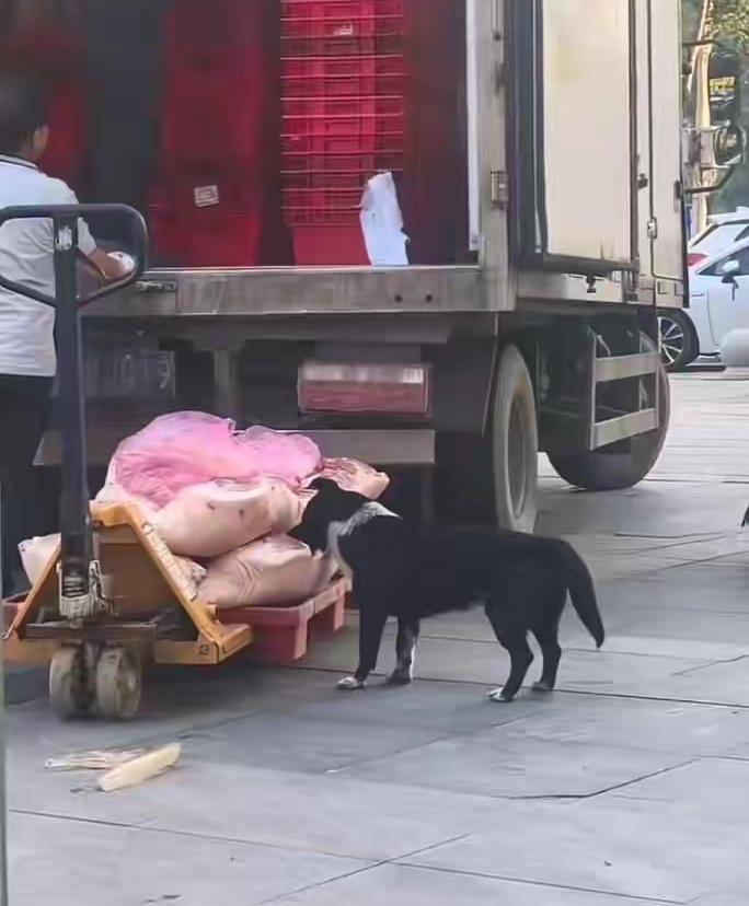 网友爆料，湖北一超市在运送猪肉时，当肉从车上搬下来后—只黑色的狗跑来啃食猪肉，但