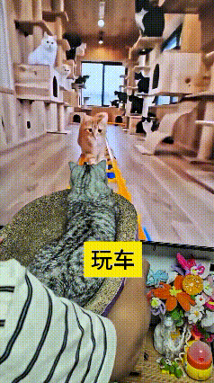 看到这个视频，瞅着这猫舍里的轨道小车，可给我稀罕坏了！铲屎官为毛孩子打造的这豪华