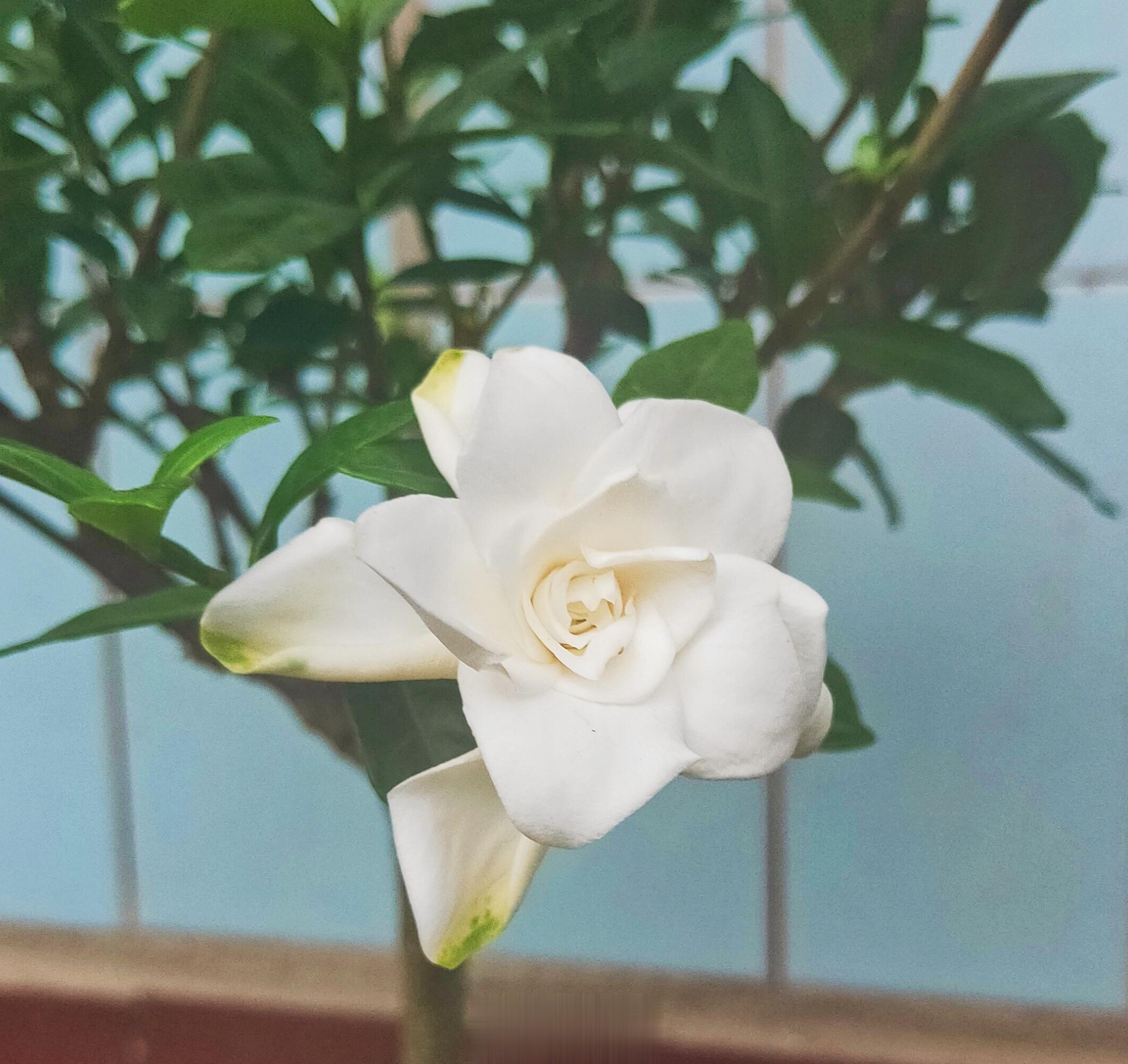 华夏生生医学每日一临证名言：【#典籍里的中医#】60、肺虚有痰宜保肺以滋其津液；