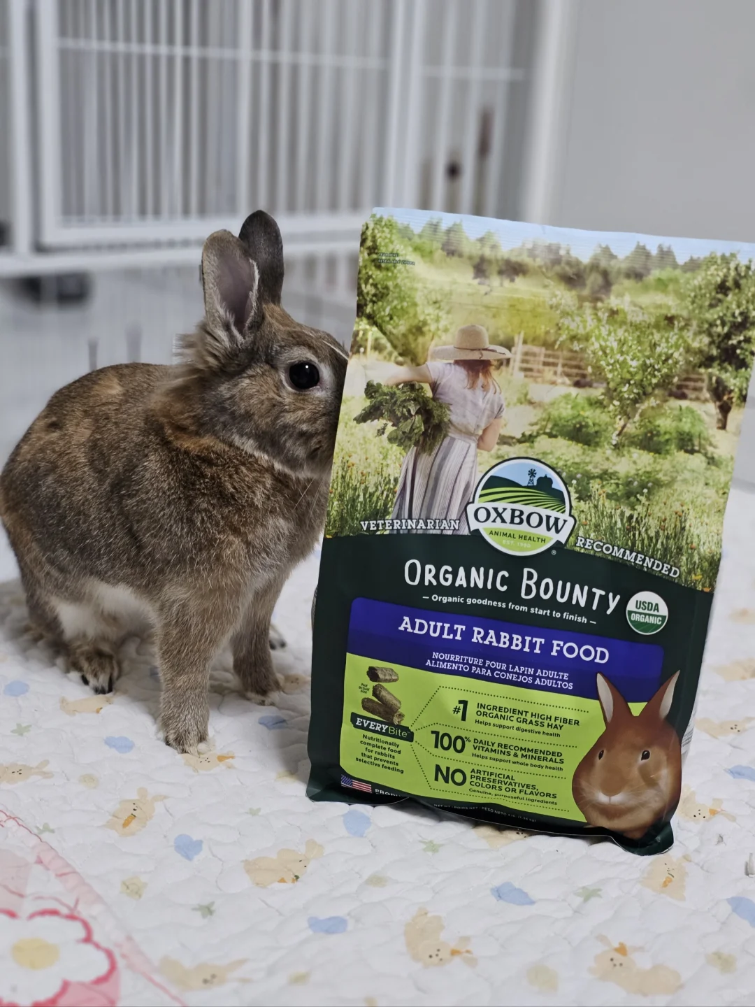 “肠胃弱弱兔”换粮的结果：再次吃回爱宝