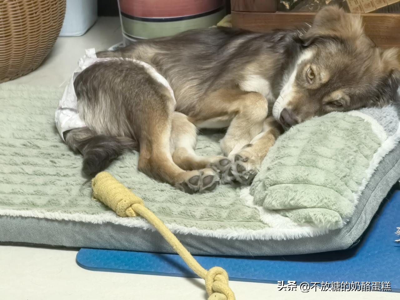 17岁半的老泰迪（公）毛发都稀疏了，还颤颤巍巍地追着贝果跑

泰迪的主人是个老太