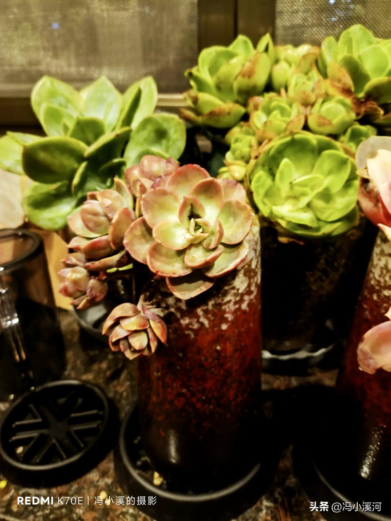 多肉植物的最高境界是什么? 养多肉的最高境界，不是把多肉养得多肥美，而是真正理解