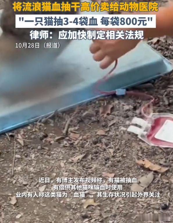 动物血库 抽流浪猫血 为什么总有人不懂得尊重生命？？？？用其他生物的命去牟利，这