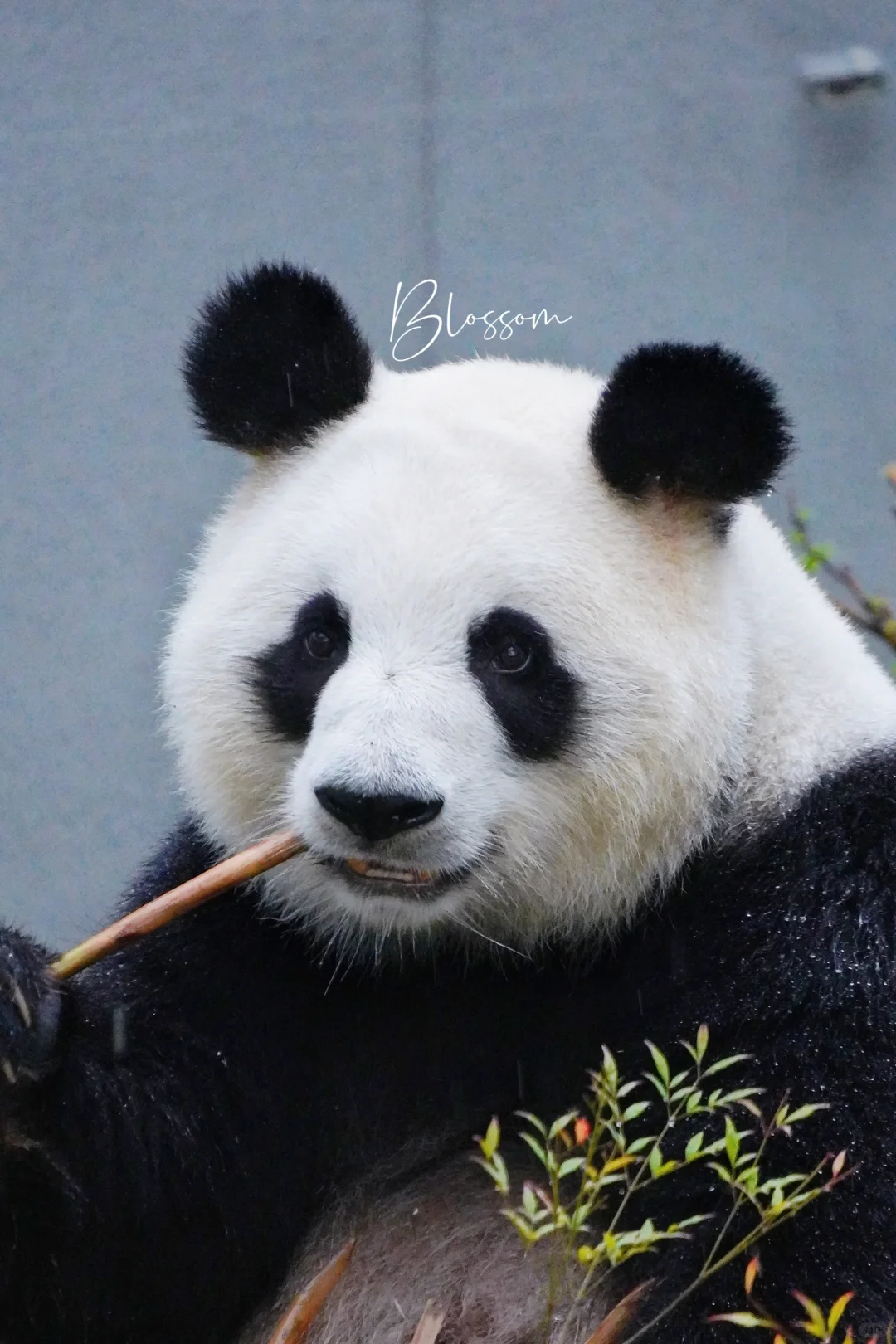 240929 淋雨后变成歪朵朵反而更美的园园
