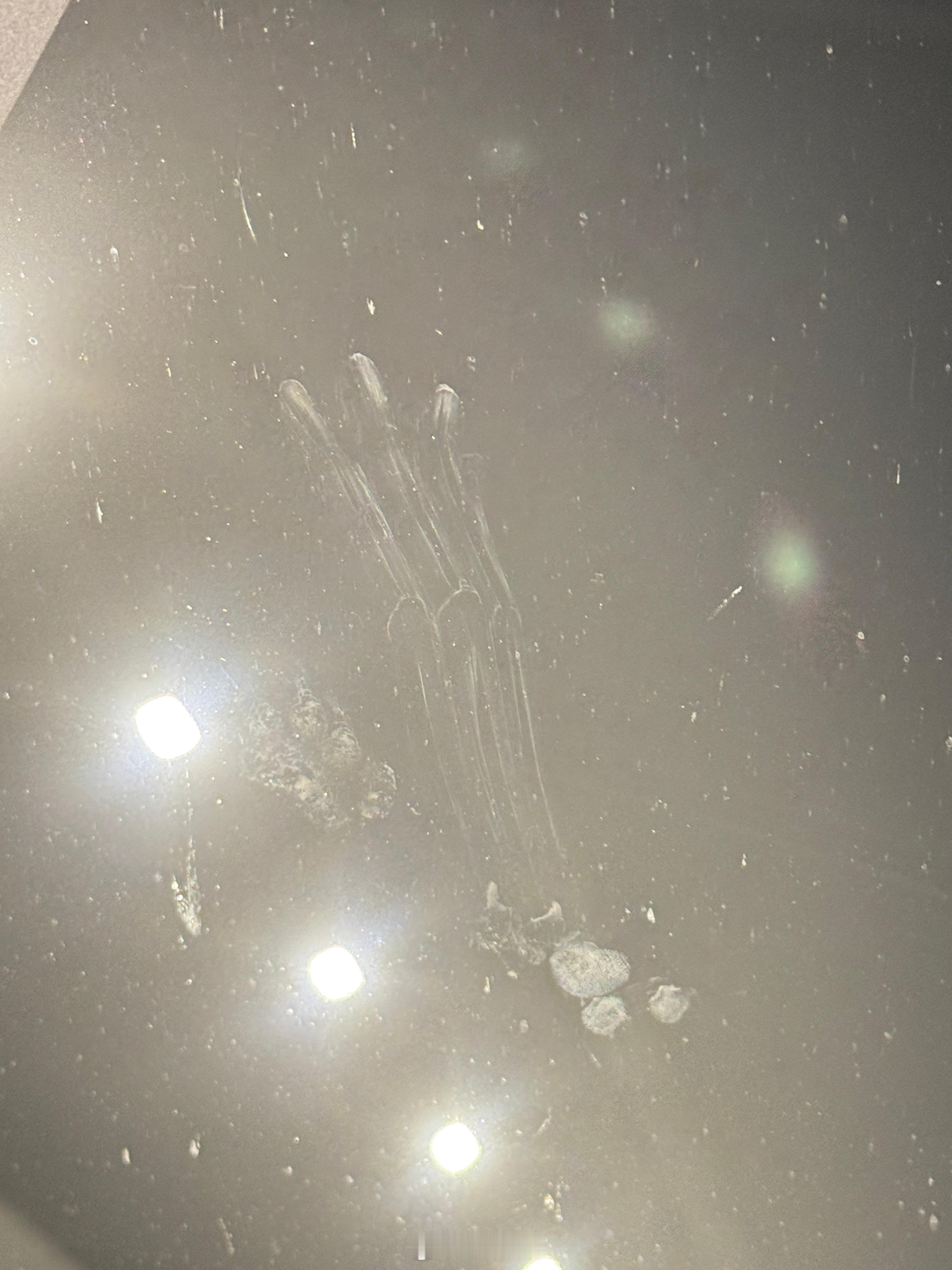 旅蛙的车在户外停了一夜，有小猫光顾车顶，雨天路滑，小猫差点摔跤！ 