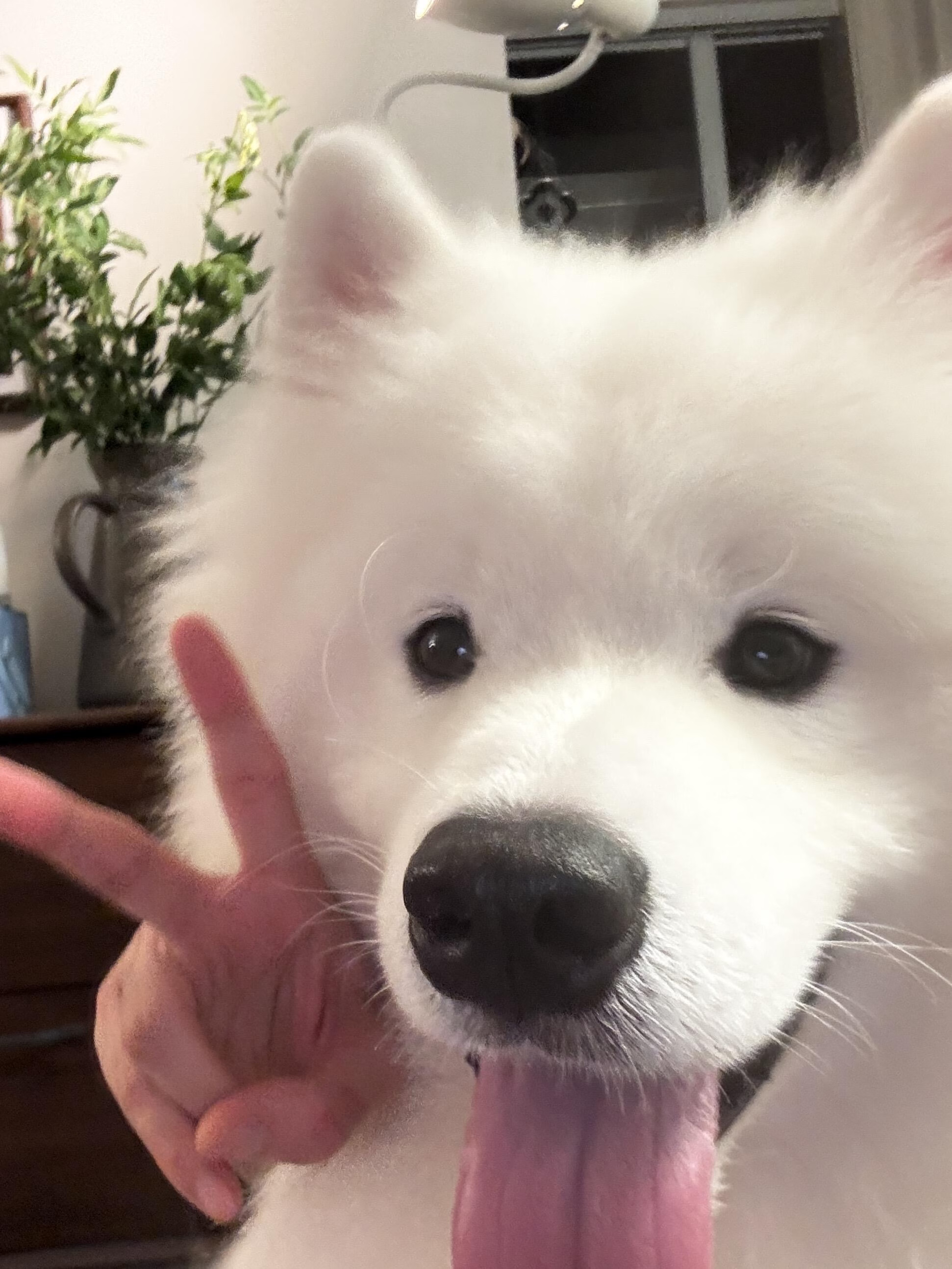 cat or dog ✌🏻 