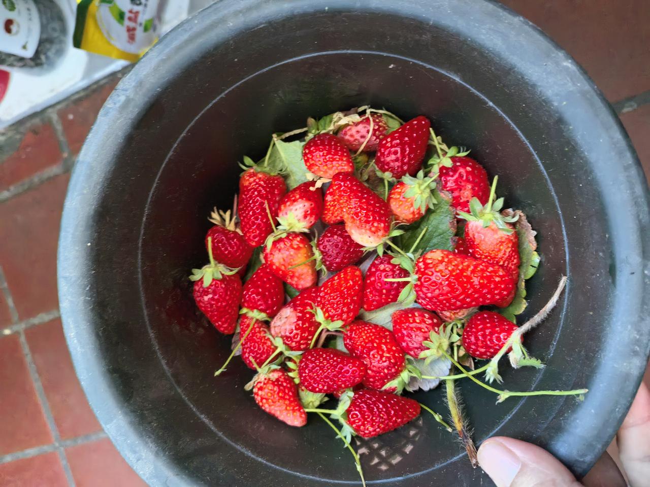 昨天看菜市场有卖草莓的，看着怪新鲜，挑了一家个头大的，稍微贵点的。
      