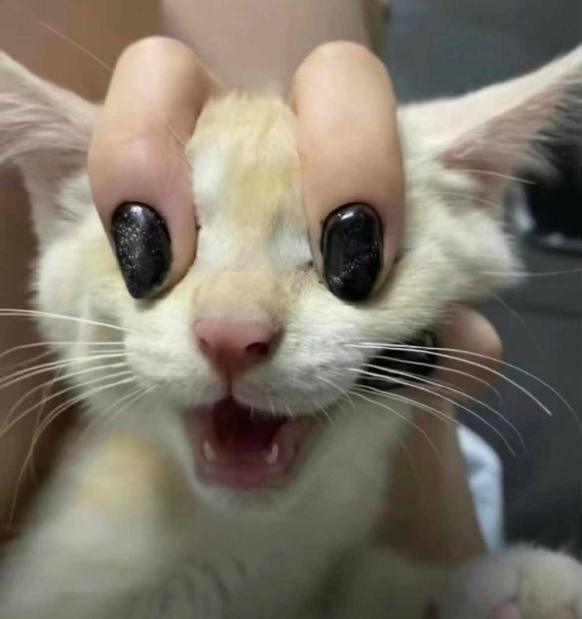 猫猫怪兽[求关注] ​​​