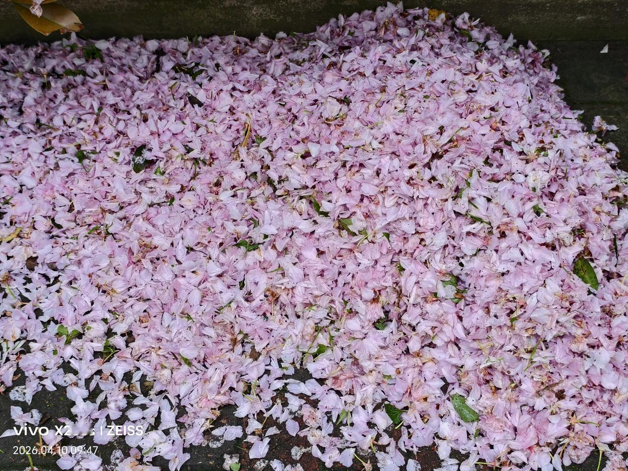 分享一张樱花的照片樱花碎片：下图是樱花落地之后，大院内的环卫工将其碎片聚集到一起