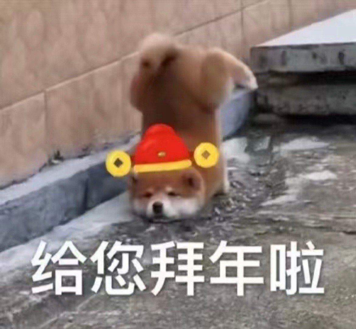 春节小猫小狗表情包，喜欢DDDD大家都有在好好过节吗～[doge] ​​​