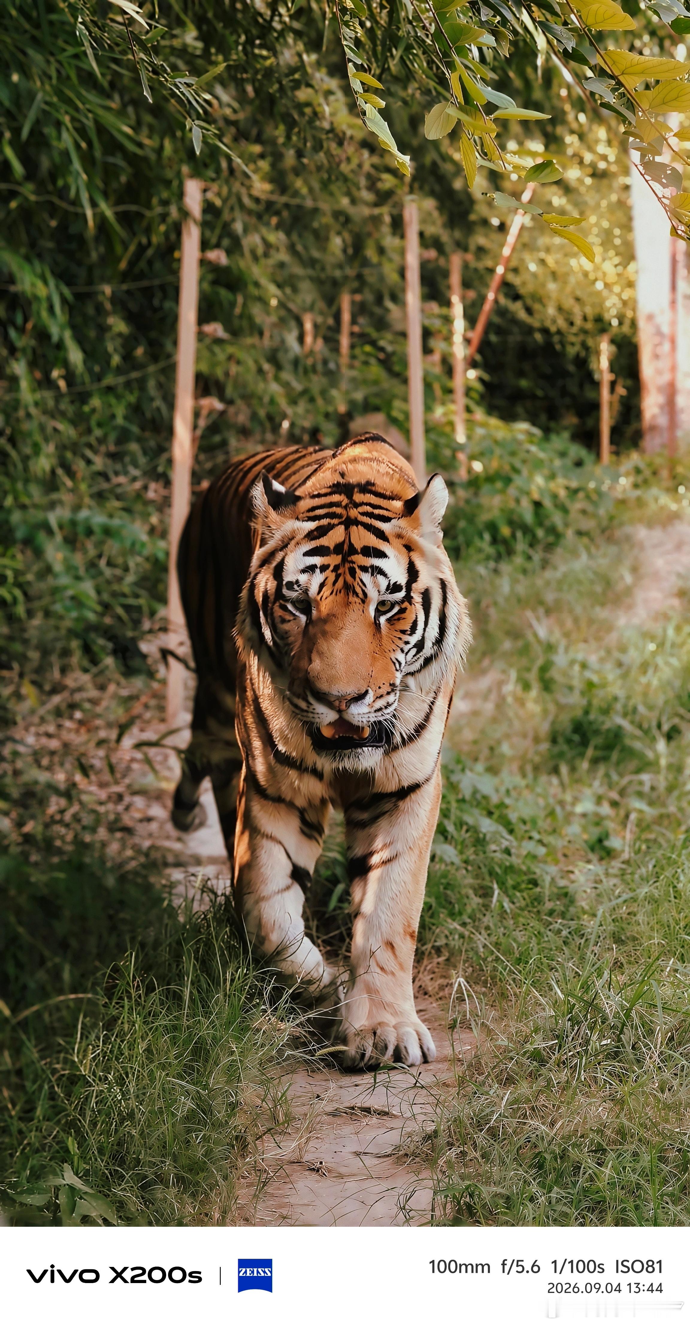 39一份的饭比其他动物园已经很良心了但最值的是这张大老虎🐯​​​