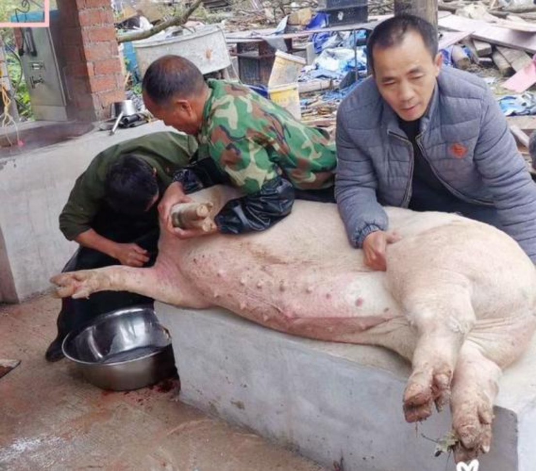 深夜话题：你吃过刨猪汤吗？你家今年过年要杀年猪么？有人帮忙按猪吗？成都网红发起刨