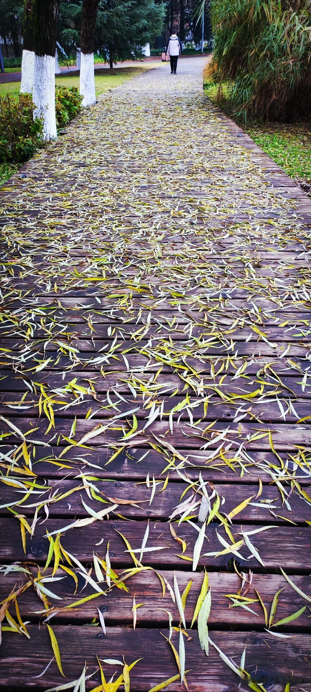 冬日生活随拍昨日毛毛雨，今日柳叶重新飘落一层。狭长的柳叶，似是用裁纸刀这么一裁就