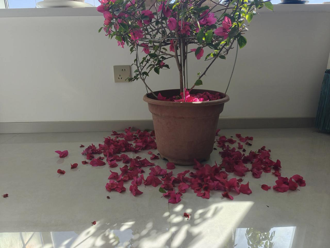 为什么在花圃花店里养的好好的花，回到家里就不行了？
        新疆的春天终