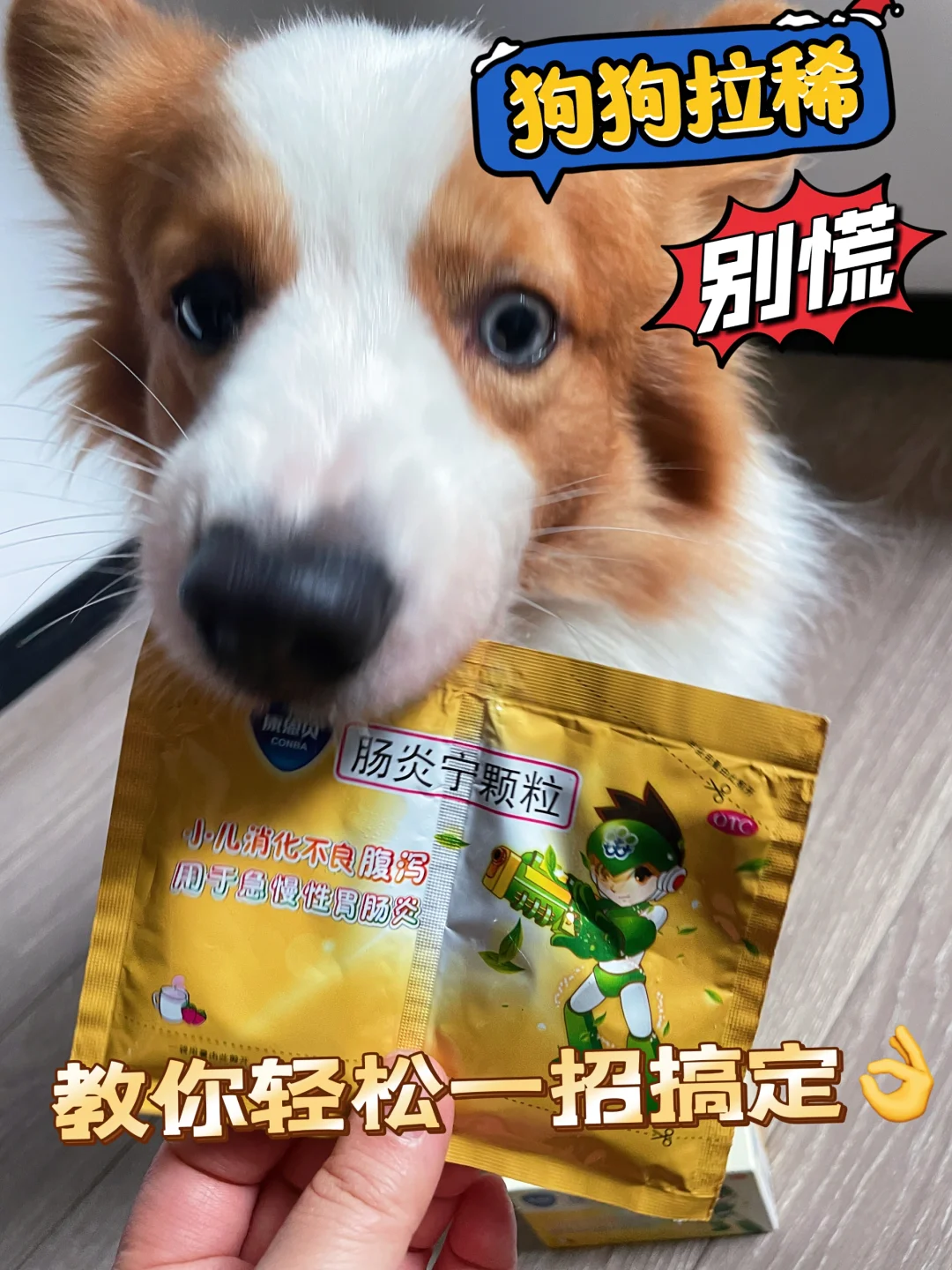一招教你解决狗狗拉稀问题！