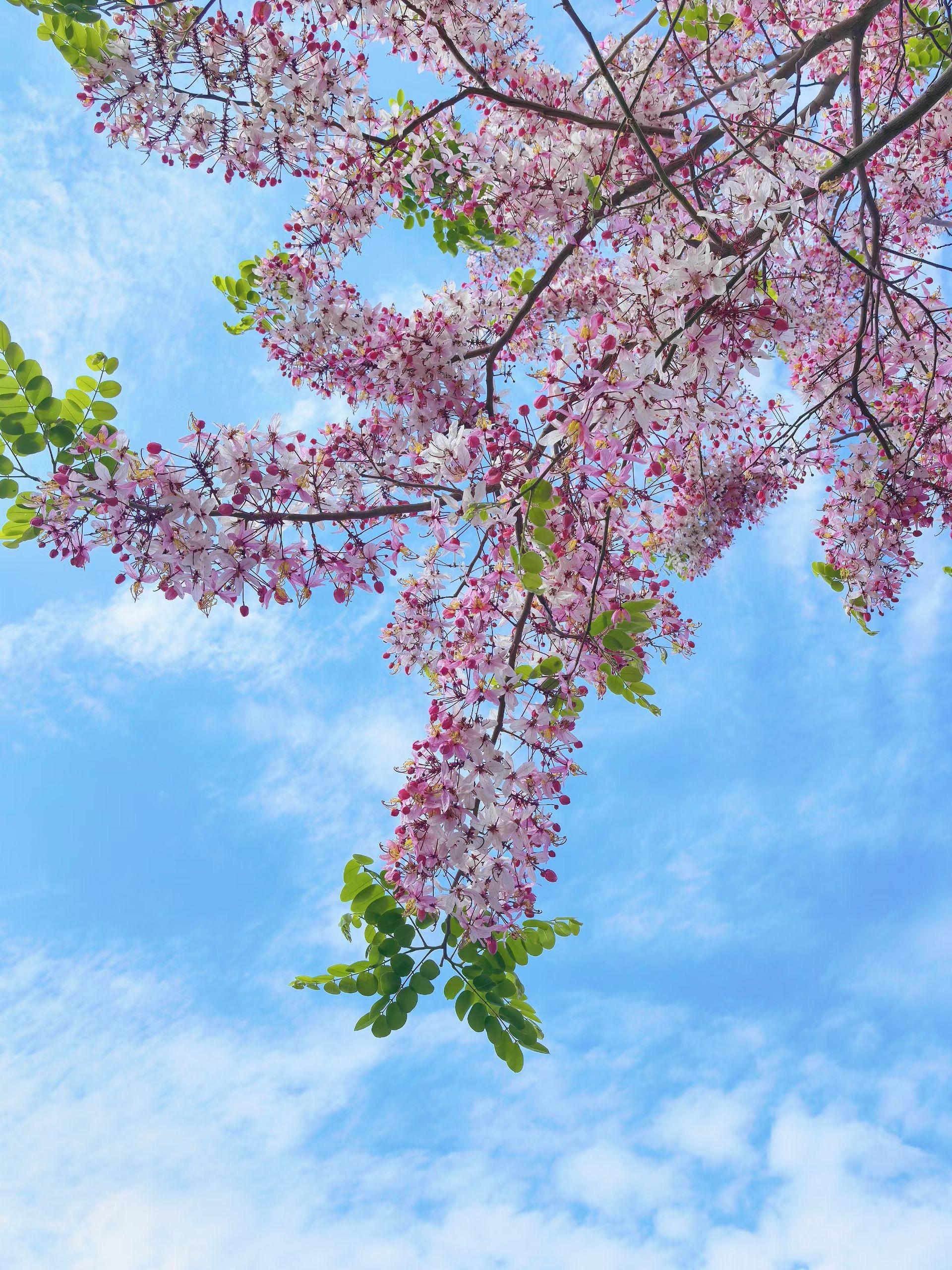 绒果决明（花旗木又叫泰国樱花）