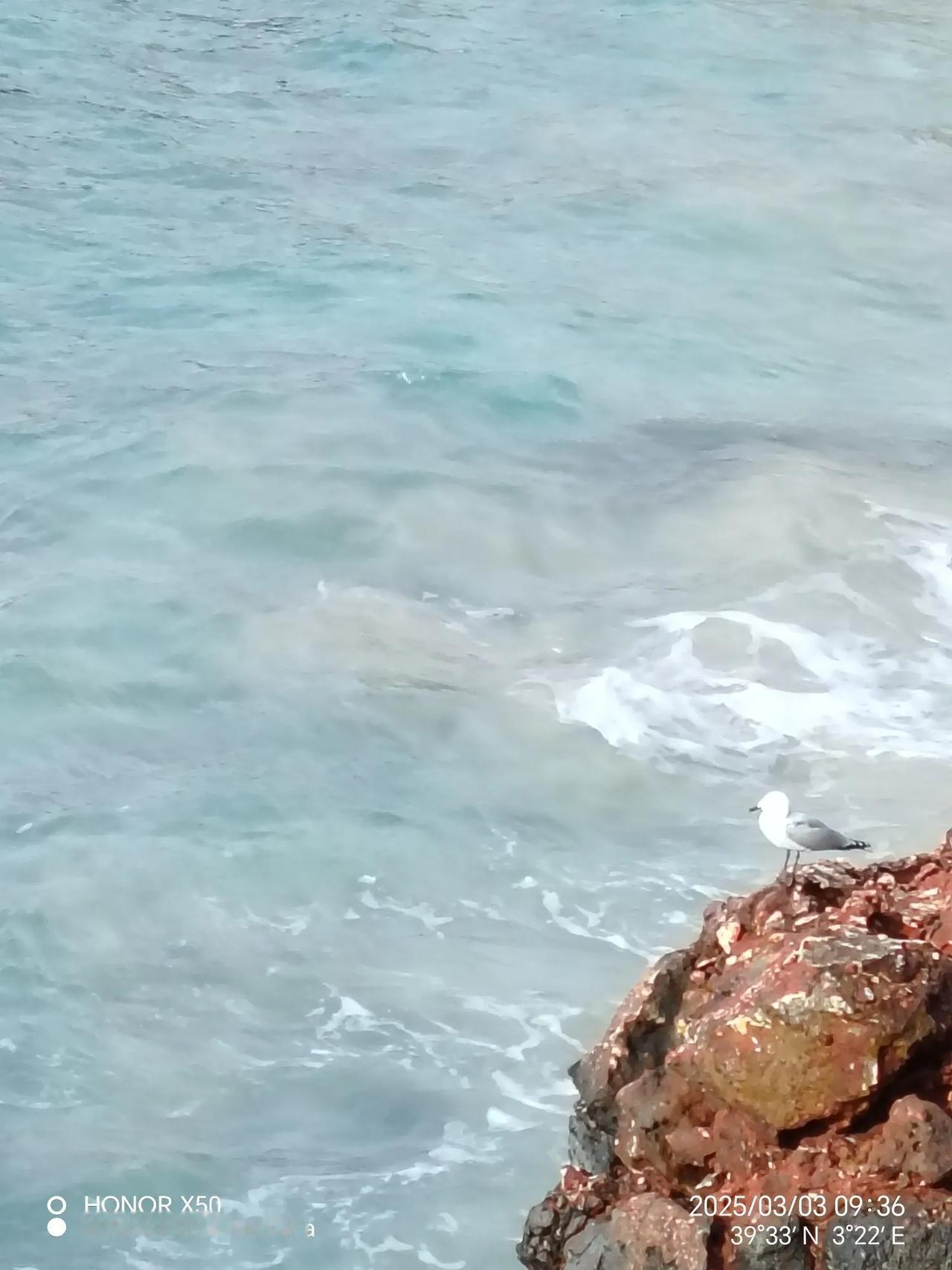 海鸥观海