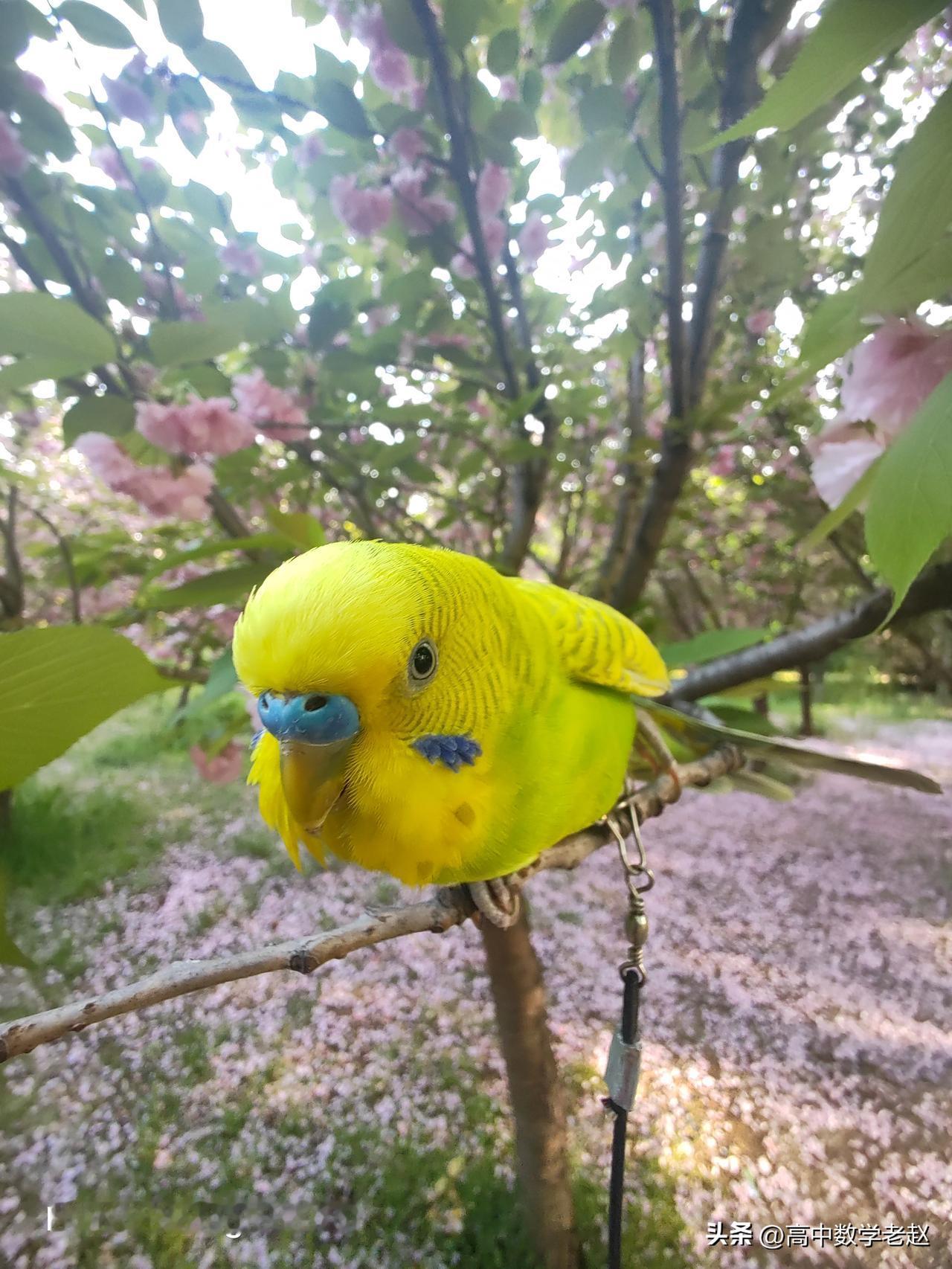 高中晚自习中间插一节活动课？
        很多高中学校，住宿生占比较高，学校