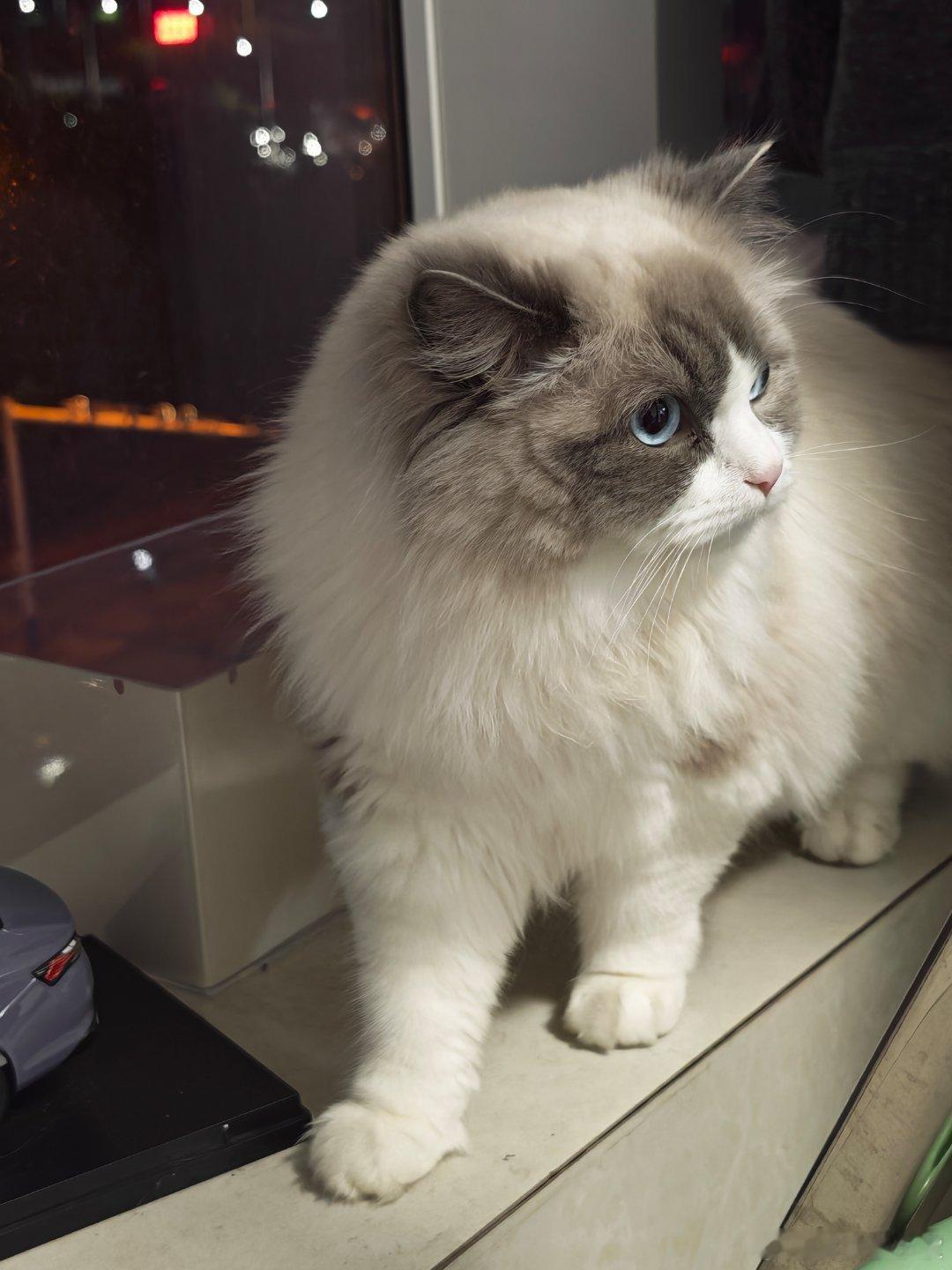 之前不明白为什么这么多人爱养猫猫自从我抱了一下朋友的猫，看它乖巧的躺在我怀里，我