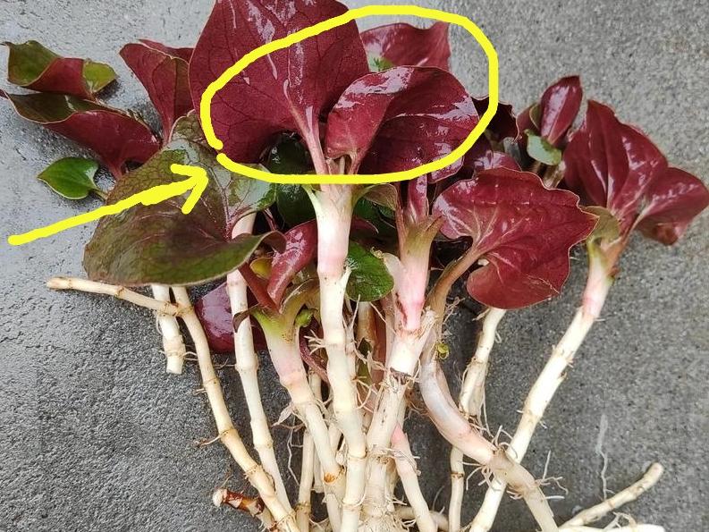 我真的不是夸张，村里的老每顿菜都离不开折耳根，简直是一天不吃都不行。我最喜欢煮火