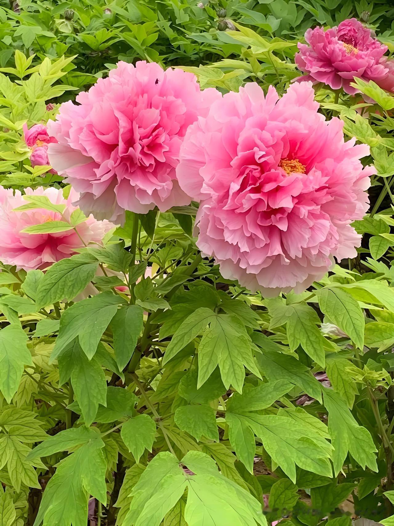 《牡丹》
——唐·皮日休
落尽残红始吐芳，
佳名唤作百花王。
竞夸天下无双艳，