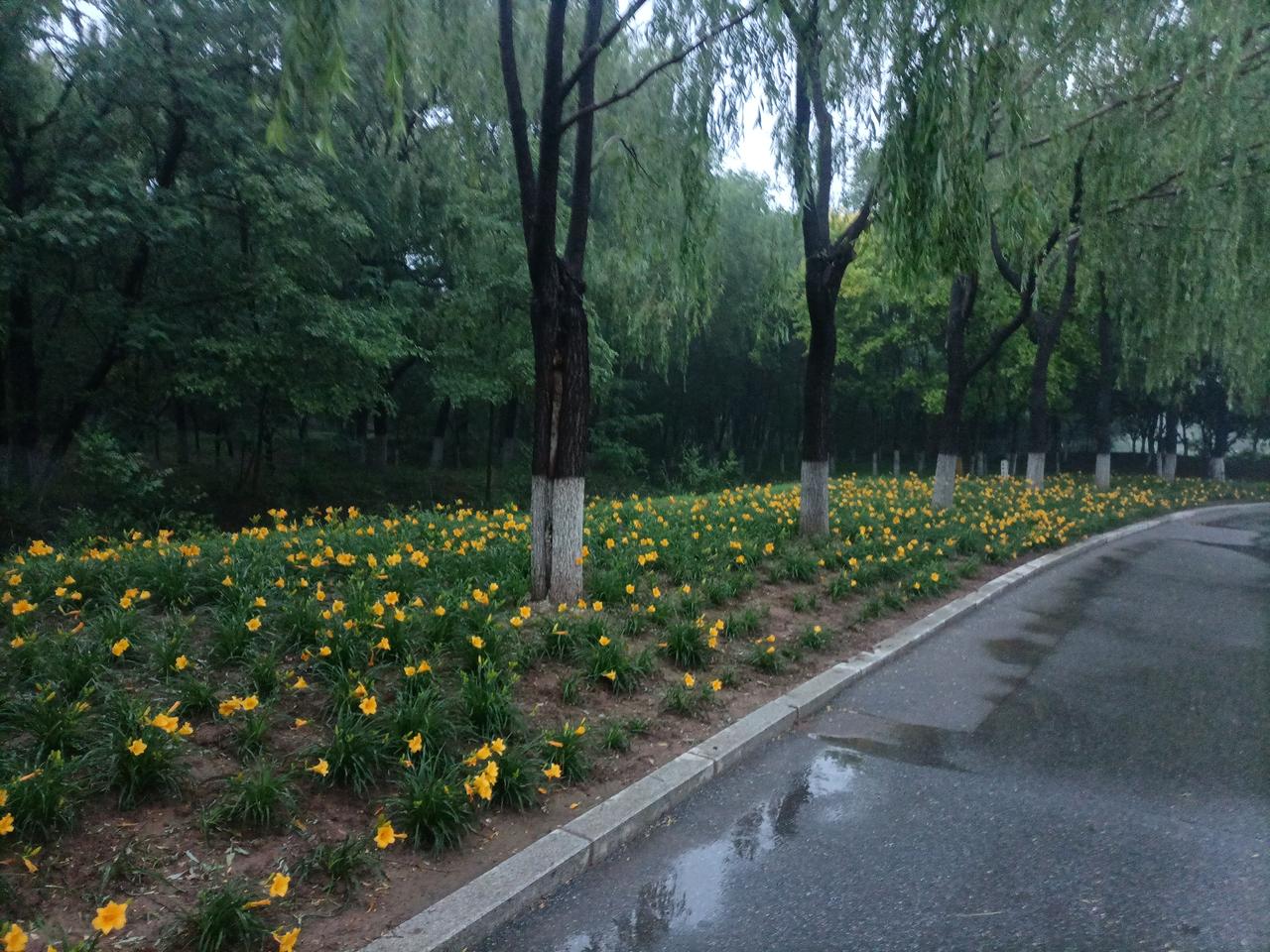 【雨后闲步】
 
骤雨初歇洗垂杨，
遍野萱花泛嫩黄。
雨后湖滨闲信步，
微舒汗畅