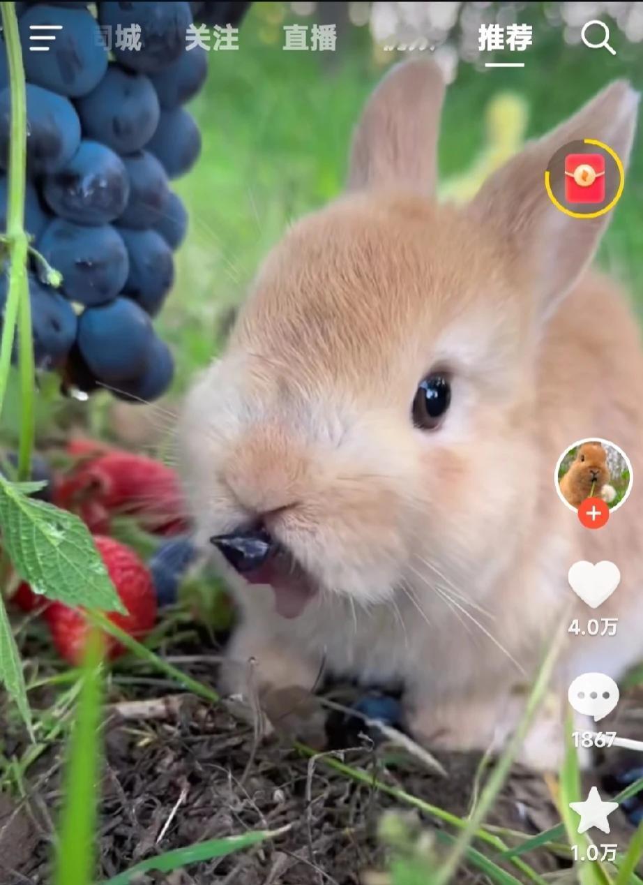 兔兔吃葡萄🍇的样子真可爱[飞吻]