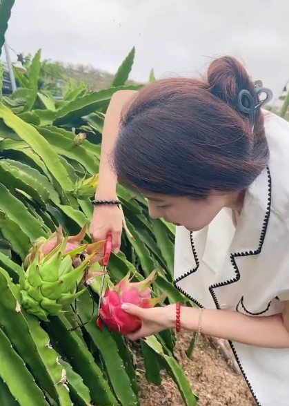 曾黎第一次采摘火龙果被扎到手 曾黎去海南出席活动也不闲着，跑去采摘火龙果，上一秒