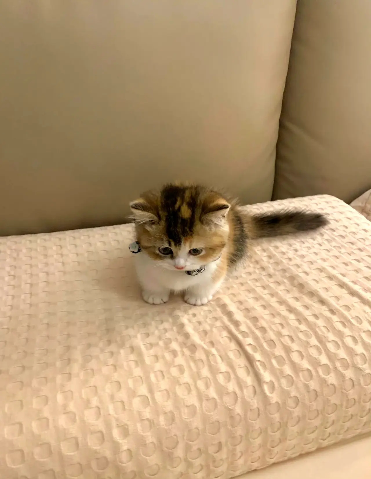 原则上我是不让猫上床的～