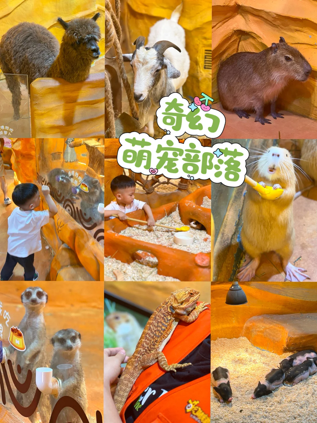 放假溜娃好去处！与小动物亲密接触！！！