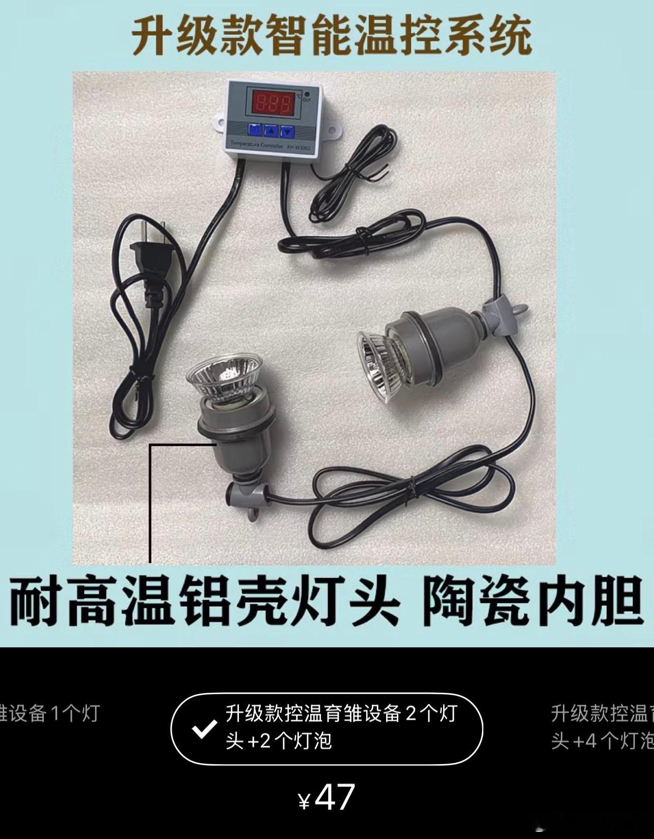 为了捡鸡蛋捡鹌鹑蛋，一直买买买9.15出壳的白沙维鹌鹑，水床孵出率24个出了八只