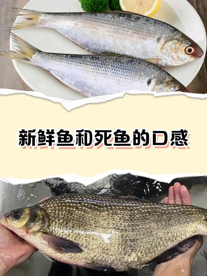 海拔5592米，为何能吃上新鲜活鱼？真相看哭无数人！

在氧气稀薄、寸草难生的海